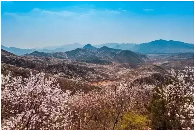 Prefabricated | Four old boys rent 2500 acres of valley and build a peach blossom garden with shipping containers