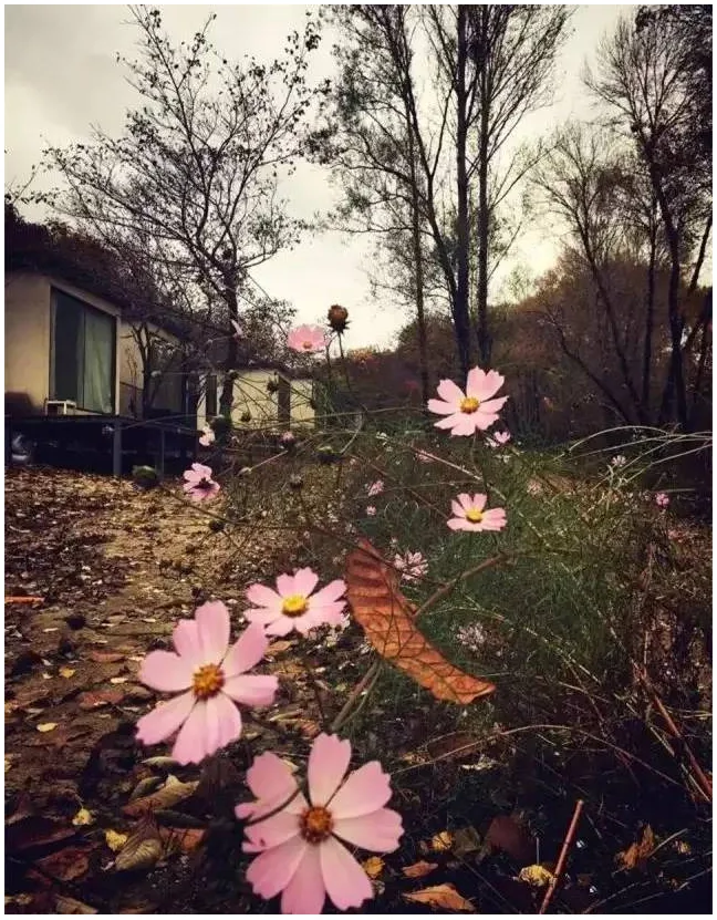 Prefabricated | Four old boys rent 2500 acres of valley and build a peach blossom garden with shipping containers