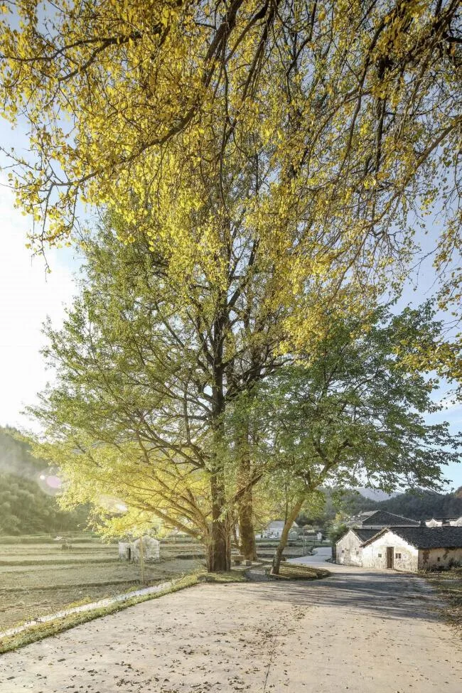 BIM Architecture | Qifeng Village History Museum/SUP Simple Architecture Studio