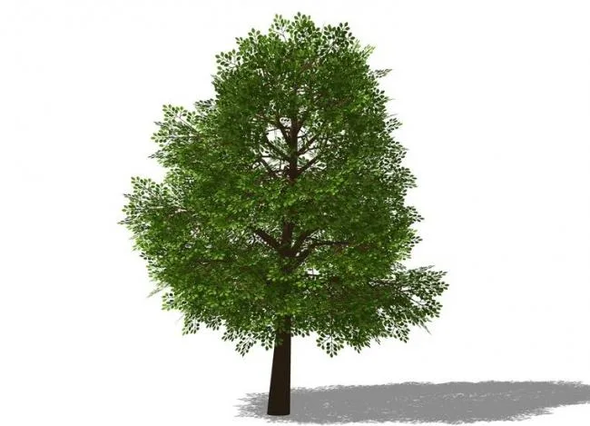 SketchUp 3D Plant and Tree Material Components Model