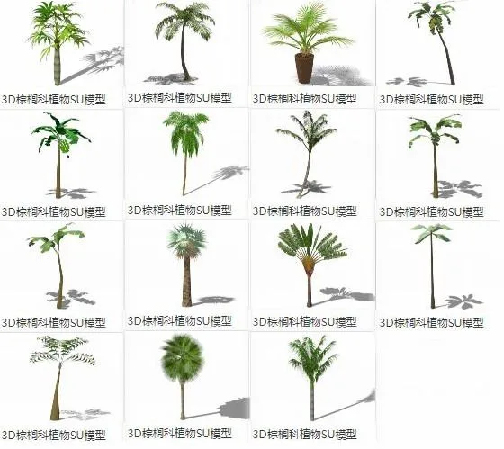 SketchUp Material Models: 3D Landscape Plants and Palm Family Components