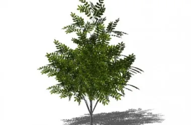 SketchUp Material Library: 3D Plant and Tree Models with Texture Components-BIM WORLD