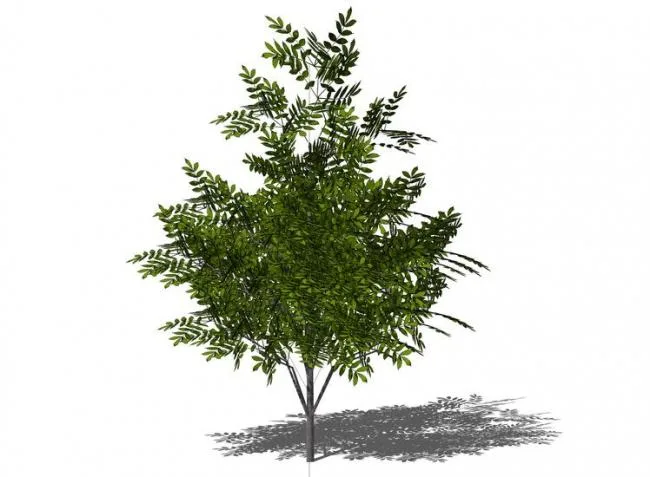 SketchUp Material Library: 3D Plant and Tree Models with Texture Components