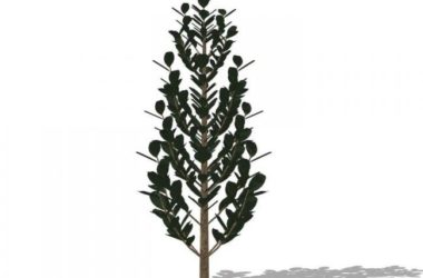Creating Realistic 3D Plant and Tree Models in SketchUp-BIM WORLD