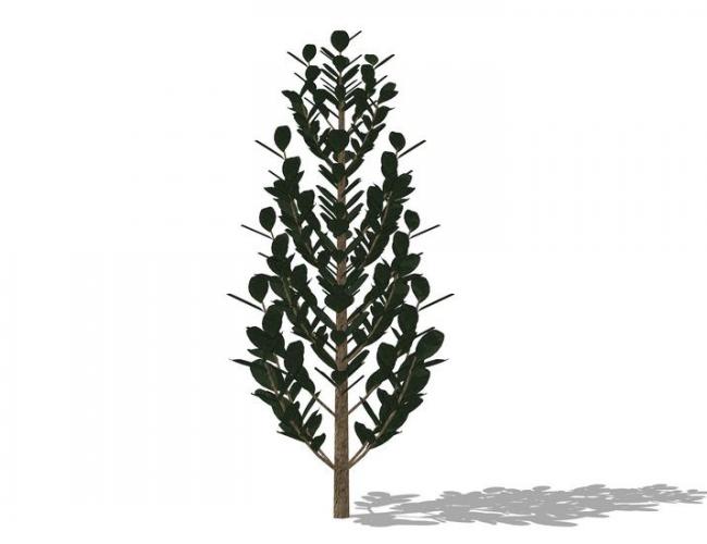 Creating Realistic 3D Plant and Tree Models in SketchUp