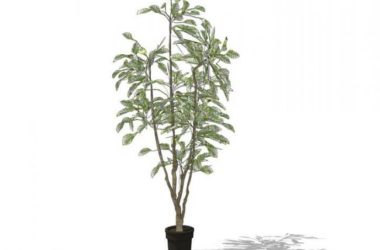 SketchUp Material Models: Outdoor Potted Plants Collection-BIM WORLD