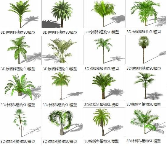 SketchUp Materials Library: 3D Plants, Palm Trees, Coconut Trees, and Landscape Elements