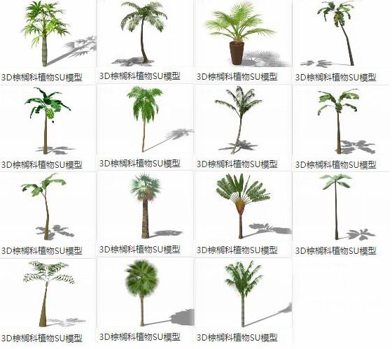 SketchUp Material Models: 3D Landscape Plants and Palm Family Components