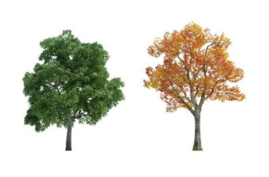 SketchUp Materials: Plant and Tree Landscape Components-BIM WORLD