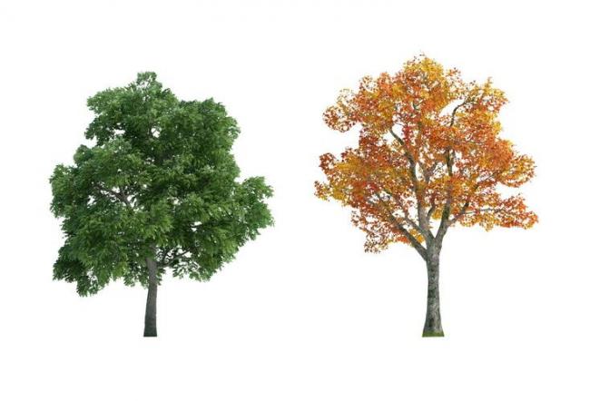 SketchUp Materials: Plant and Tree Landscape Components
