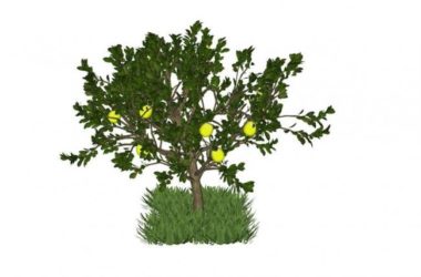 SketchUp Material Models: Vegetables, Fruit Trees, and Landscape Elements-BIM WORLD