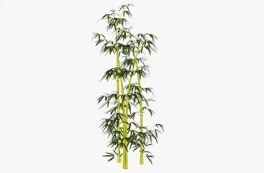 SketchUp Material Model: 2D Bamboo Landscape Components for Plant Design-BIM WORLD