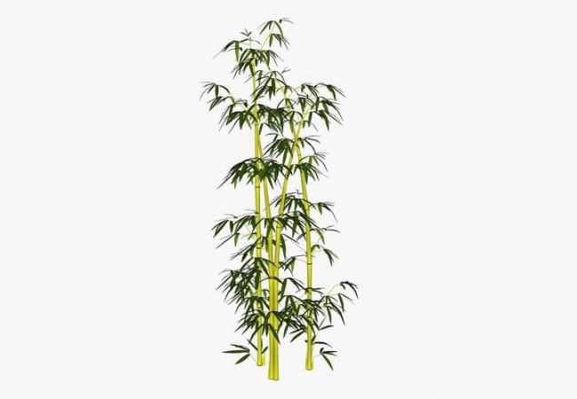 SketchUp Material Model: 2D Bamboo Landscape Components for Plant Design