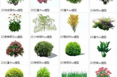 SketchUp Material Library: Shrubs, Ground Covers, Grasses, and 2D Landscape Elements Including Palms and Tung Trees-BIM WORLD