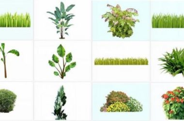SketchUp Material Models: 2D Shrubs, Large Leaf Plants, Grass Clusters, Trees, and Banana Trees for Landscape Design-BIM WORLD