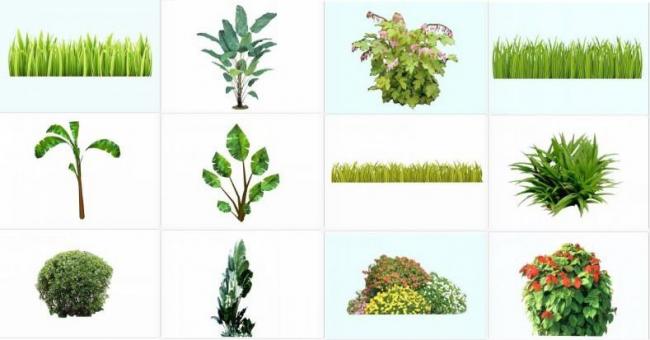 SketchUp Material Models: 2D Shrubs, Large Leaf Plants, Grass Clusters, Trees, and Banana Trees for Landscape Design
