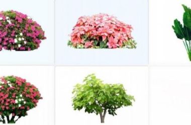 SketchUp Materials: Plant Shrubs, 2D Foliage, and Landscape Components-BIM WORLD