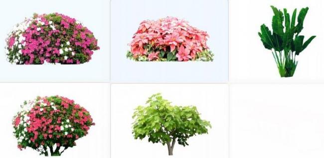 SketchUp Materials: Plant Shrubs, 2D Foliage, and Landscape Components