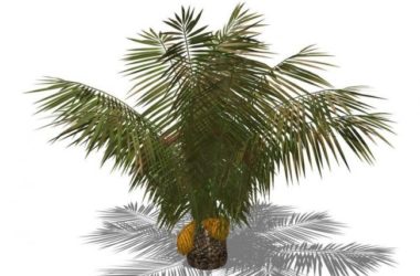 SketchUp Material Library: 3D Plant and Tree Models with Textures-BIM WORLD