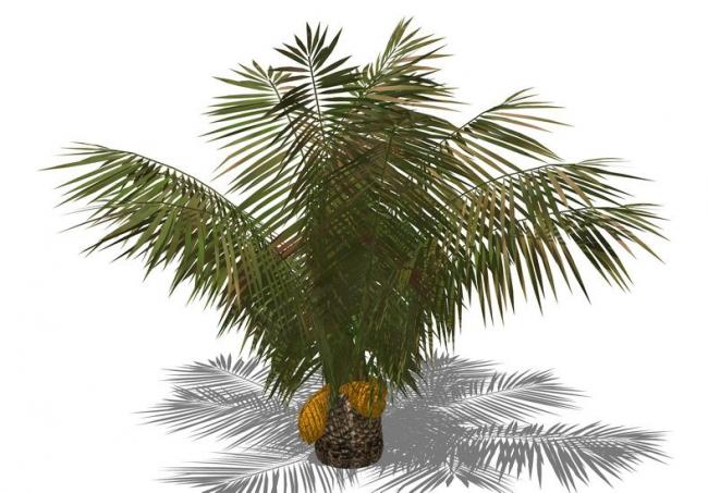 SketchUp Material Library: 3D Plant and Tree Models with Textures