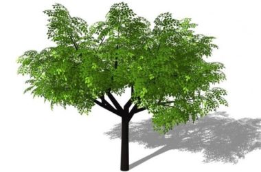 3D Plant and Tree Materials for SketchUp Models-BIM WORLD
