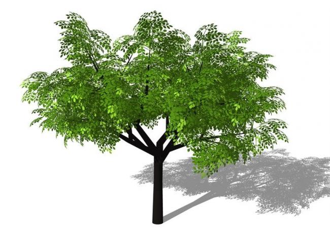 3D Plant and Tree Materials for SketchUp Models