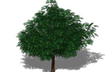 SketchUp Material Model | 3D Plant and Tree Component for SU-BIM WORLD