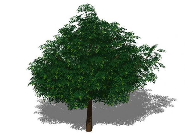 SketchUp Material Model | 3D Plant and Tree Component for SU