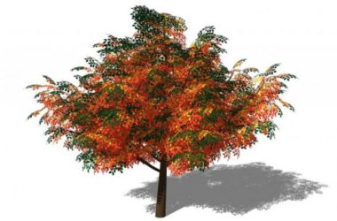 SketchUp Material Models | 3D Plant and Tree Components for SU-BIM WORLD