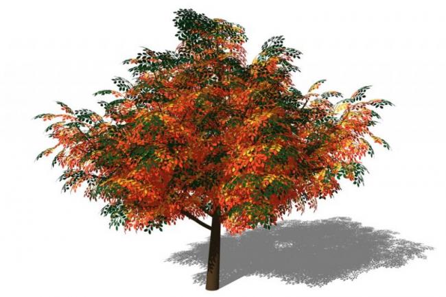 SketchUp Material Models | 3D Plant and Tree Components for SU