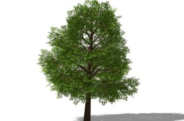 SketchUp 3D Plant and Tree Material Components Model-BIM WORLD