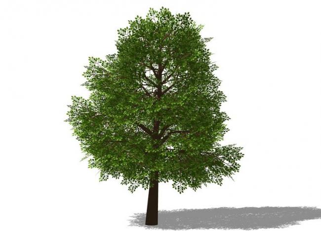 SketchUp 3D Plant and Tree Material Components Model