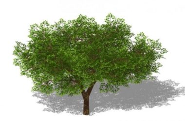 SketchUp Material Models: 3D Plant and Tree Components-BIM WORLD