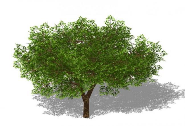 SketchUp Material Models: 3D Plant and Tree Components