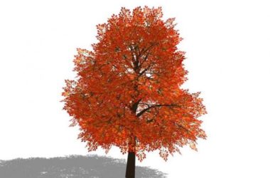 SketchUp 3D Plant and Tree Material Components Model-BIM WORLD