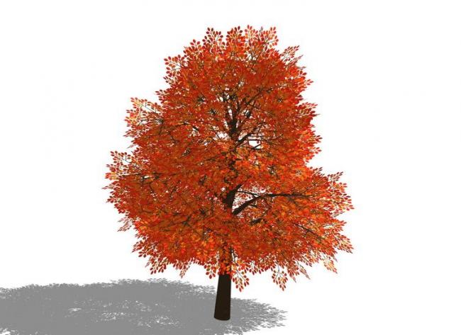 SketchUp 3D Plant and Tree Material Components Model
