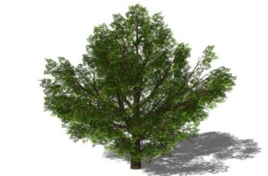 SketchUp Material Library | 3D Plant and Tree Models with Material Components-BIM WORLD