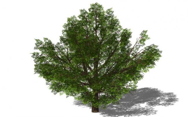 SketchUp Material Library | 3D Plant and Tree Models with Material Components