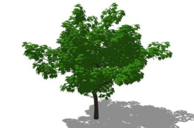 SketchUp 3D Plant and Tree Material Components Model-BIM WORLD