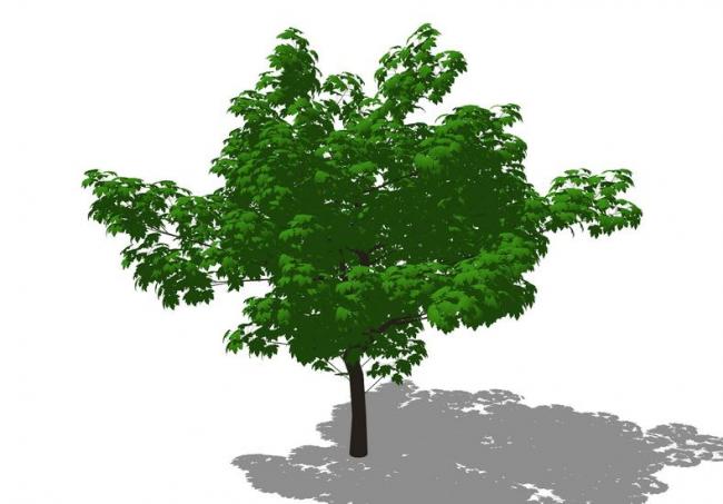 SketchUp 3D Plant and Tree Material Components Model