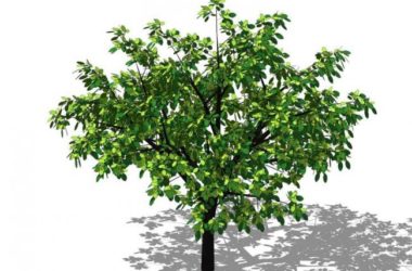 SketchUp 3D Plant and Tree Material Components Model-BIM WORLD