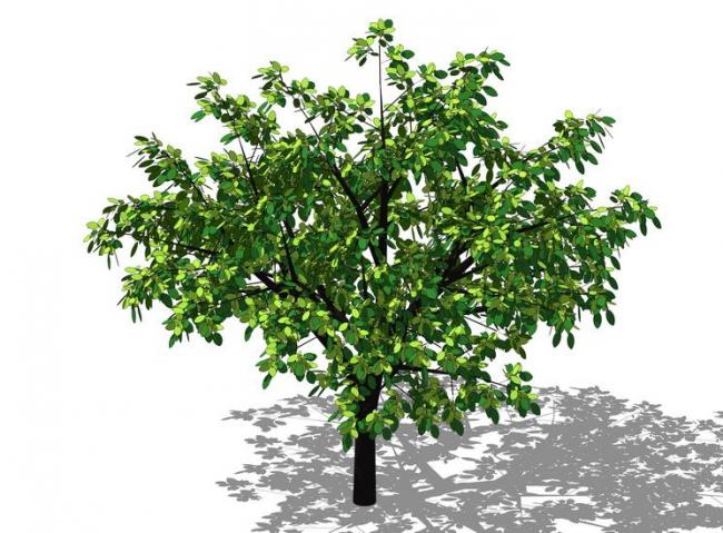 SketchUp 3D Plant and Tree Material Components Model