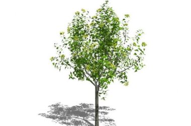 SketchUp Material Library: 3D Plant and Tree Models with Textures-BIM WORLD