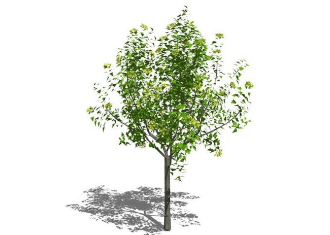 SketchUp Material Library: 3D Plant and Tree Models with Textures