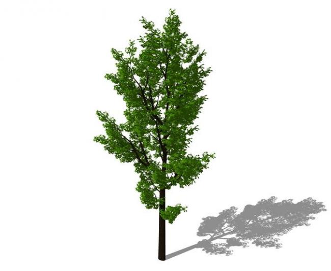 SketchUp 3D Plant and Tree Material Components Model