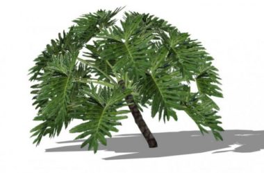 SketchUp Material and 3D Plant Tree Component Model-BIM WORLD