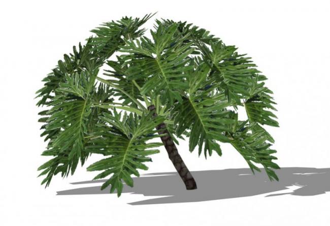 SketchUp Material and 3D Plant Tree Component Model