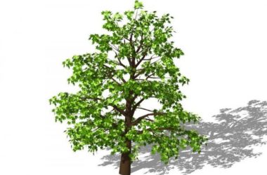 SketchUp Material Model: 3D Plant and Tree Components-BIM WORLD