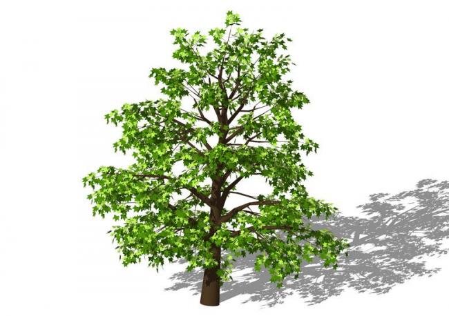SketchUp Material Model: 3D Plant and Tree Components