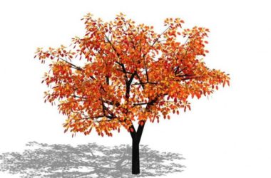 SketchUp Material Library: 3D Plant and Tree Models with Textures-BIM WORLD